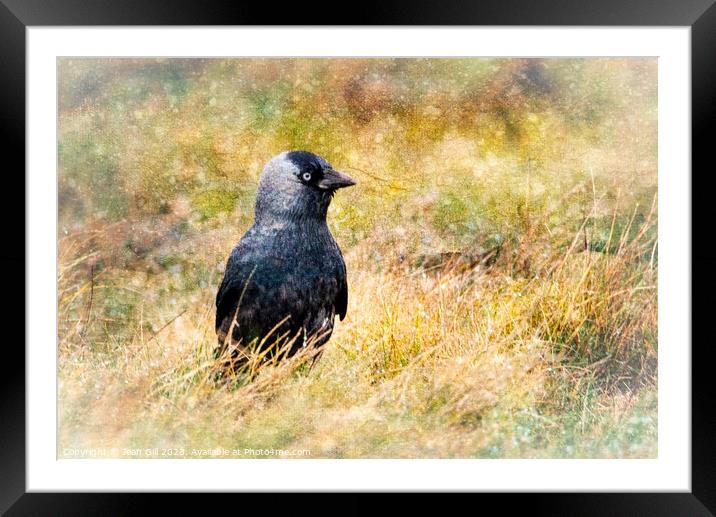 Jackdaw, Cornwall Framed Mounted Print by Jean Gill