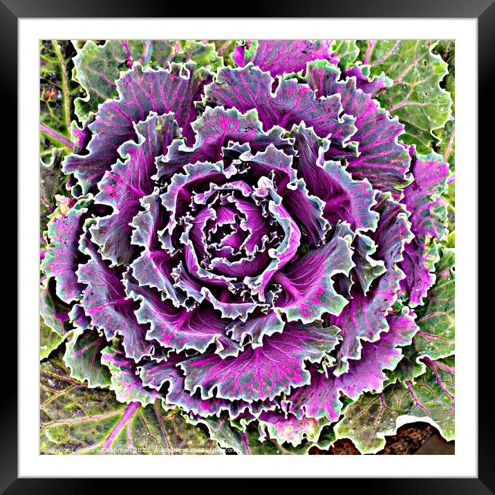 Ornamental Kale Framed Mounted Print by Photimageon UK