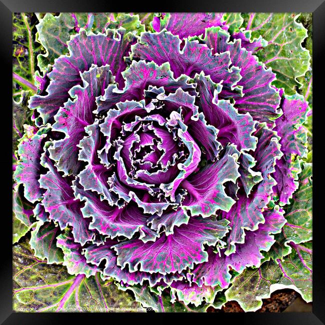 Ornamental Kale Framed Print by Photimageon UK