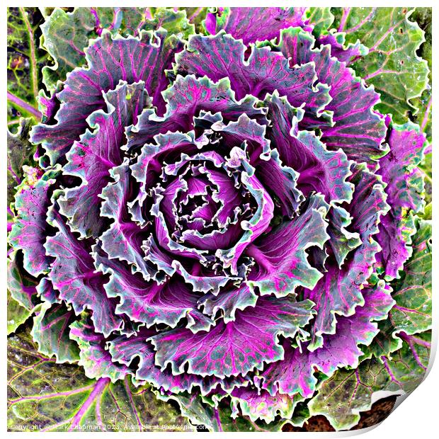 Ornamental Kale Print by Photimageon UK