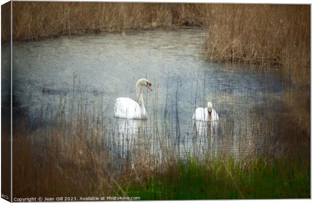 Tenderness, Two Swans Canvas Print by Jean Gill