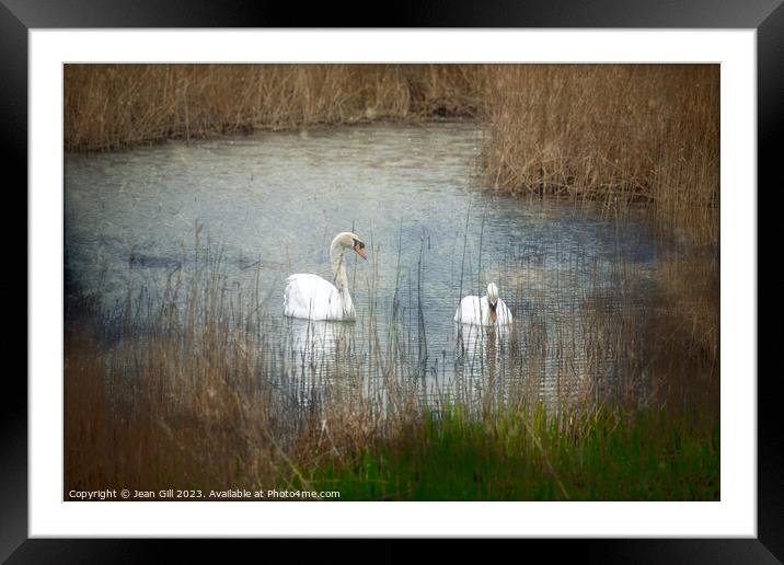 Tenderness, Two Swans Framed Mounted Print by Jean Gill