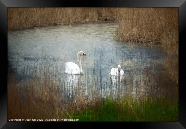 Tenderness, Two Swans Framed Print by Jean Gill