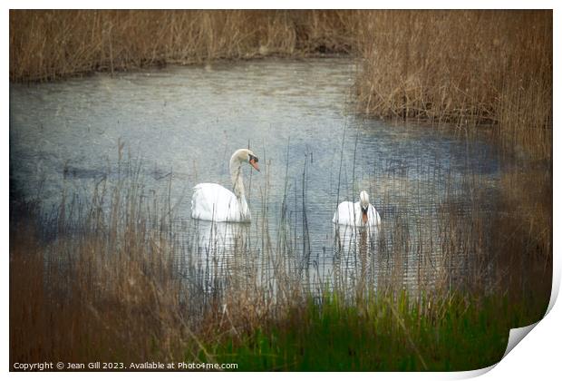 Tenderness, Two Swans Print by Jean Gill