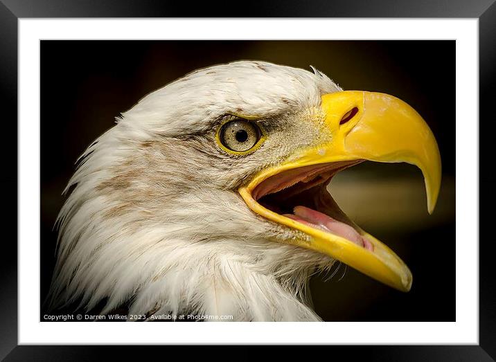 Bald Eagle - Haliaeetus leucocephalus Framed Mounted Print by Darren Wilkes