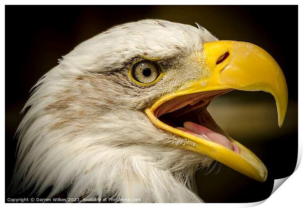 Bald Eagle - Haliaeetus leucocephalus Print by Darren Wilkes