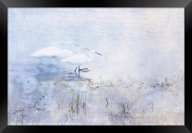 Little Egret, Marazion, Cornwall Framed Print by Jean Gill