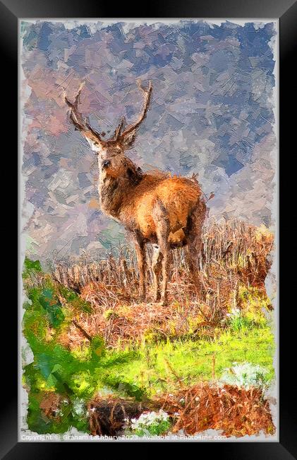 Red Stag Deer in Oils Framed Print by Graham Lathbury