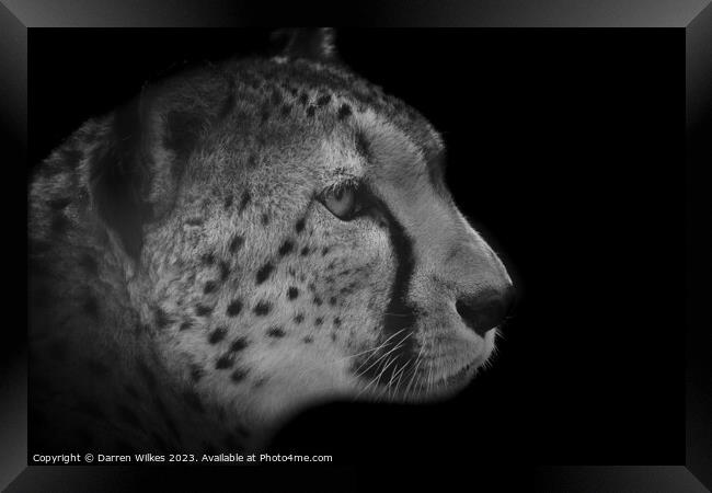 The Fierce Beauty of a Monochrome Cheetah Framed Print by Darren Wilkes
