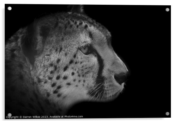 The Fierce Beauty of a Monochrome Cheetah Acrylic by Darren Wilkes