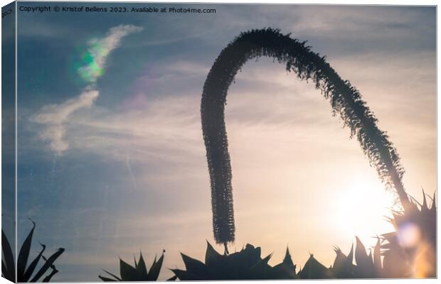 Artistic silhouette impression of a foxtail agave during sunset Canvas Print by Kristof Bellens