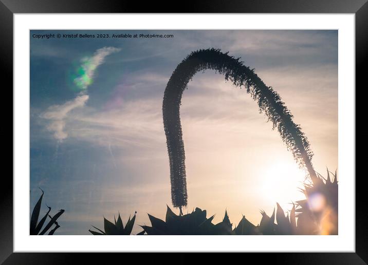 Artistic silhouette impression of a foxtail agave during sunset Framed Mounted Print by Kristof Bellens