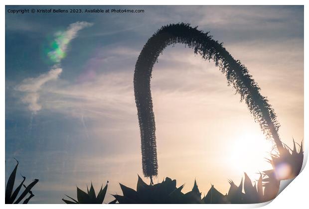 Artistic silhouette impression of a foxtail agave during sunset Print by Kristof Bellens