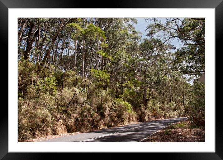 Australian Highway past gumtrees Framed Mounted Print by Sally Wallis