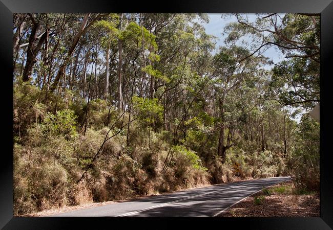 Australian Highway past gumtrees Framed Print by Sally Wallis