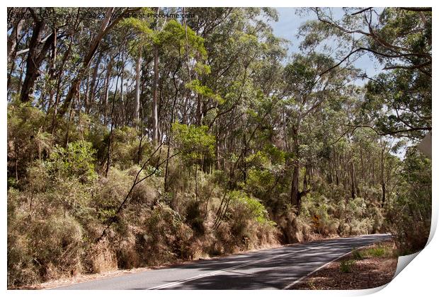 Australian Highway past gumtrees Print by Sally Wallis