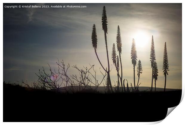 Cinamatic shot of flowering agave plant during sunset displaying tranquility. Print by Kristof Bellens