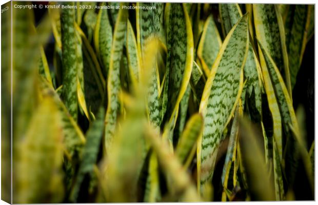 A close-up view of a lush sanseveria plant with dark green leaves and yellow edges. The leaves are thick and sword-shaped. Canvas Print by Kristof Bellens