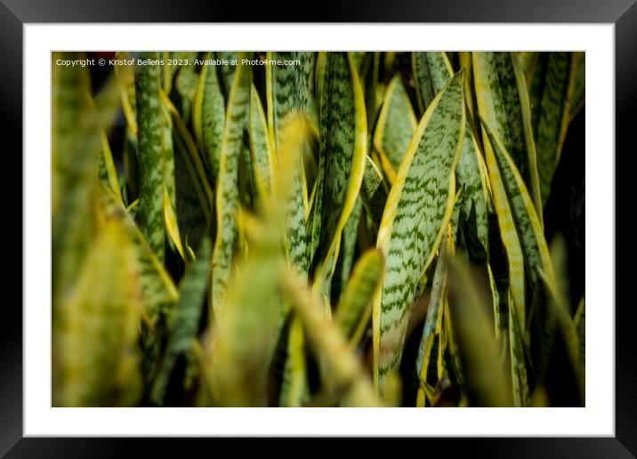 A close-up view of a lush sanseveria plant with dark green leaves and yellow edges. The leaves are thick and sword-shaped. Framed Mounted Print by Kristof Bellens