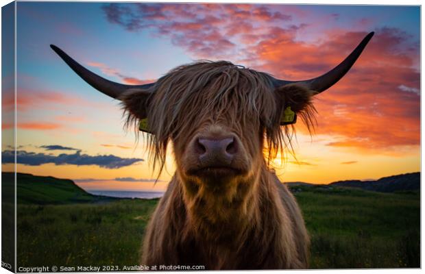 Highland cow at sunset Canvas Print by Sean Mackay