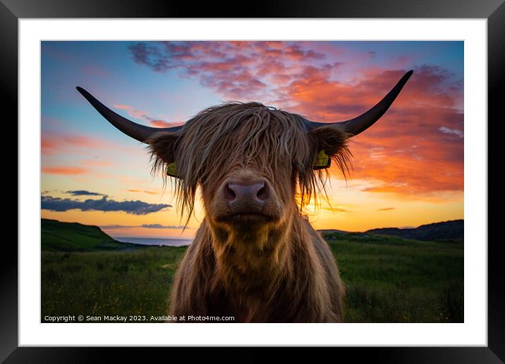 Highland cow at sunset Framed Mounted Print by Sean Mackay