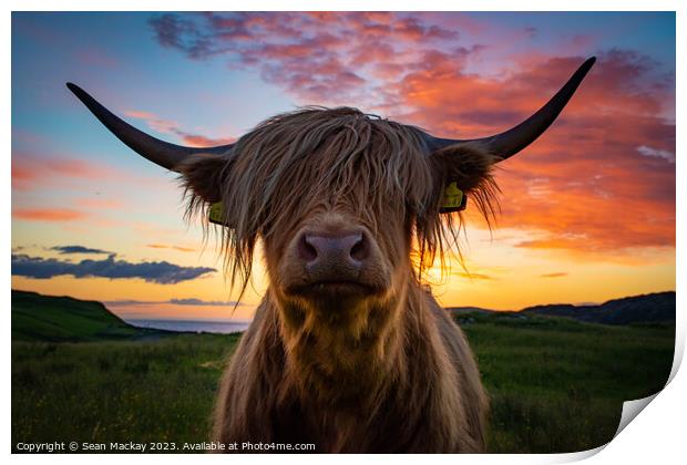 Highland cow at sunset Print by Sean Mackay