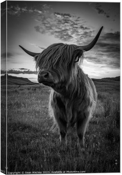 Highland cow portrait Canvas Print by Sean Mackay
