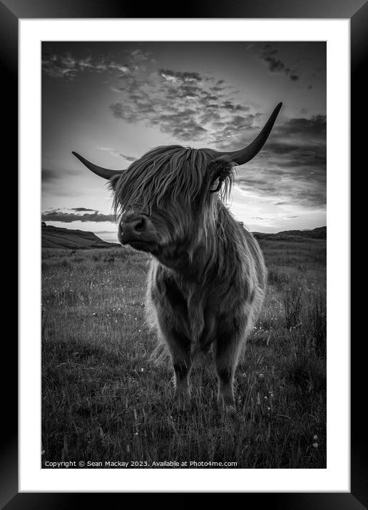 Highland cow portrait Framed Mounted Print by Sean Mackay