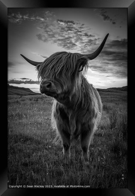 Highland cow portrait Framed Print by Sean Mackay