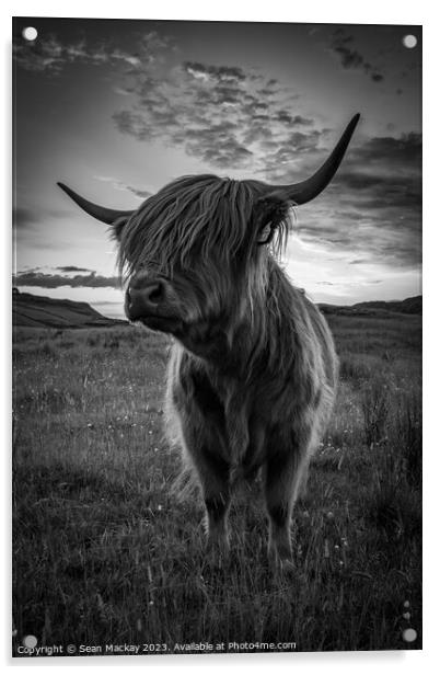 Highland cow portrait Acrylic by Sean Mackay