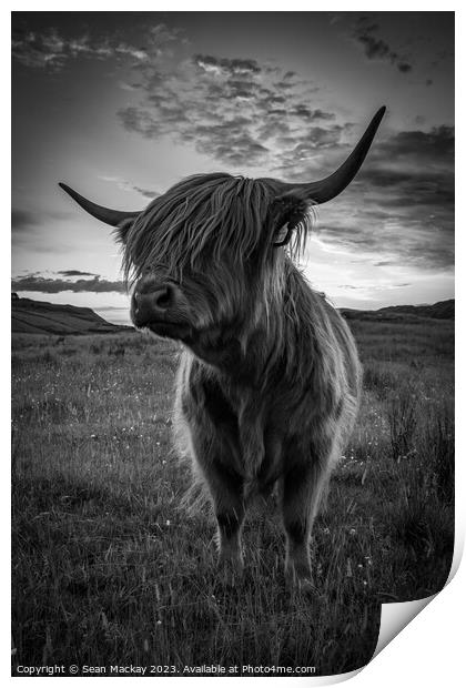 Highland cow portrait Print by Sean Mackay