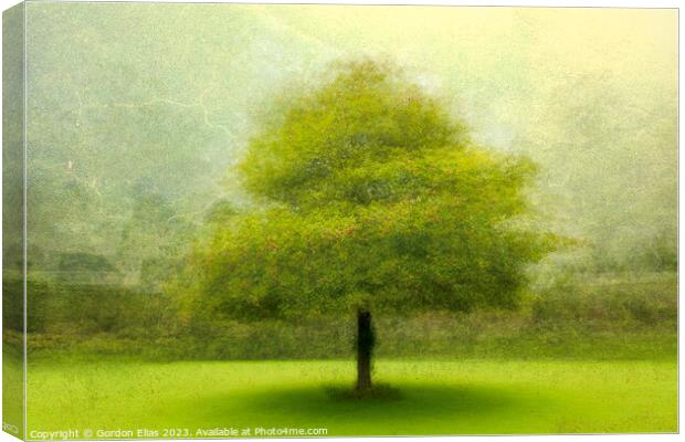 Whispers of Time: Hooten Pagnell's Lone Tree Canvas Print by Gordon Elias