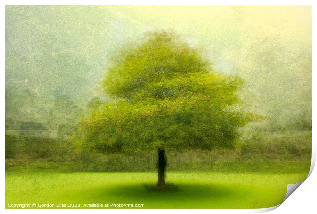 Whispers of Time: Hooten Pagnell's Lone Tree Print by Gordon Elias