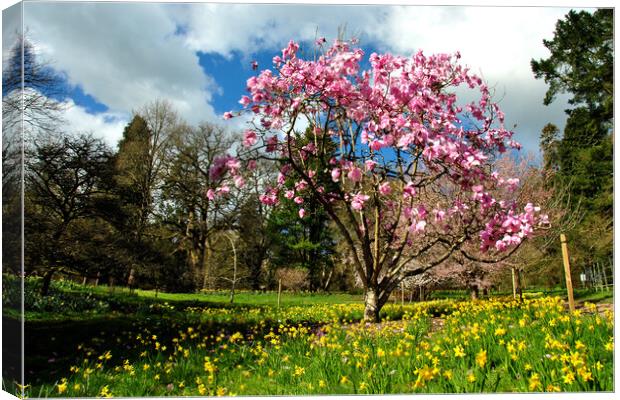 Magnolia Tree Batsford Arboretum Cotswolds UK Canvas Print by Andy Evans Photos