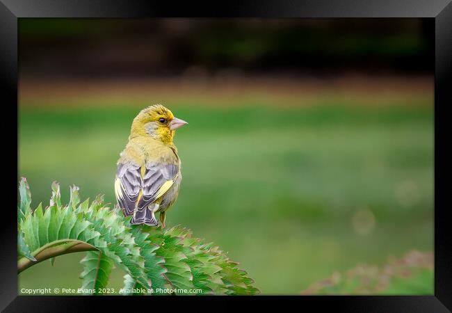 The Greenfinch Framed Print by Pete Evans