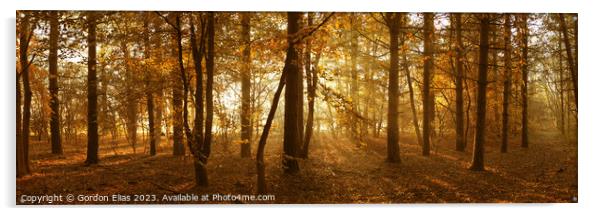 Sunlight through Trees Acrylic by Gordon Elias