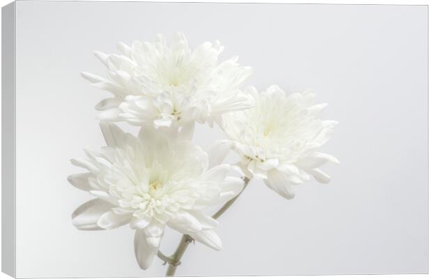 White Chrysanthemums Canvas Print by Kelly Bailey