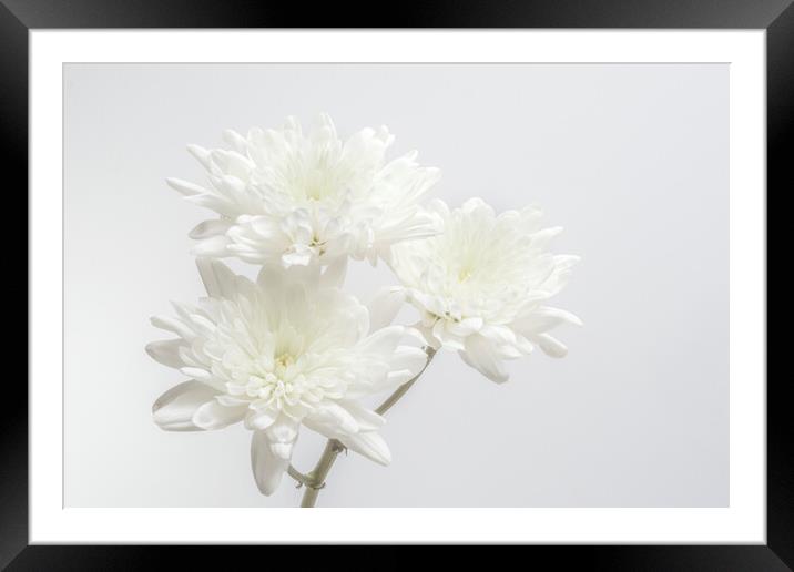 White Chrysanthemums Framed Mounted Print by Kelly Bailey