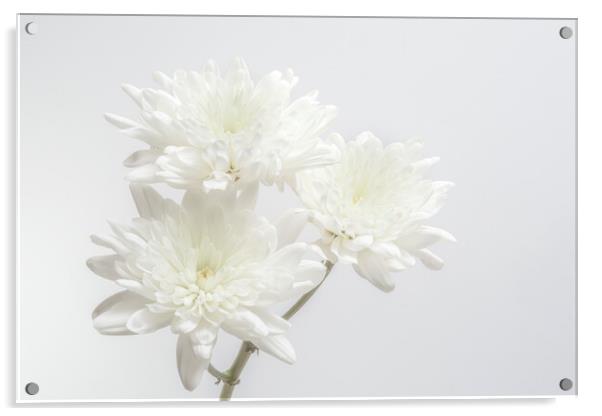 White Chrysanthemums Acrylic by Kelly Bailey