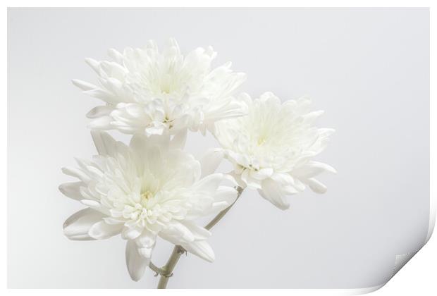 White Chrysanthemums Print by Kelly Bailey