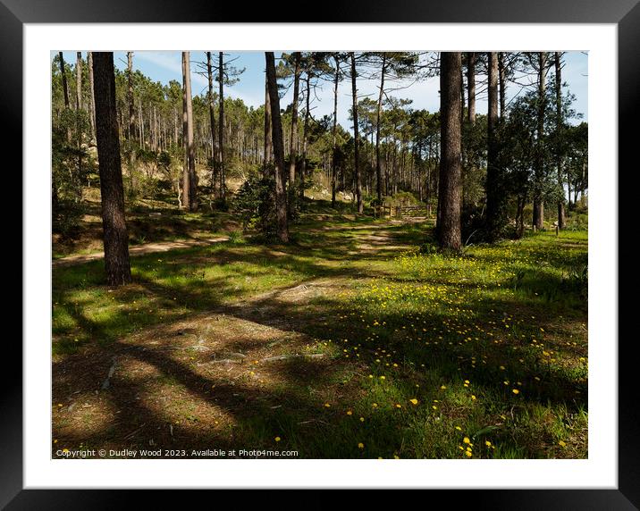 Sun dappled pine forest Framed Mounted Print by Dudley Wood