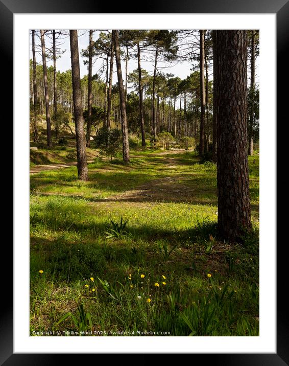 sun-dappled pine forest Framed Mounted Print by Dudley Wood