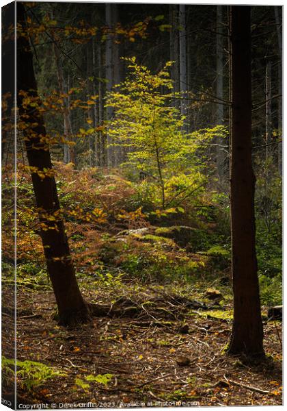 Young tree in sunlight Canvas Print by Derek Griffin