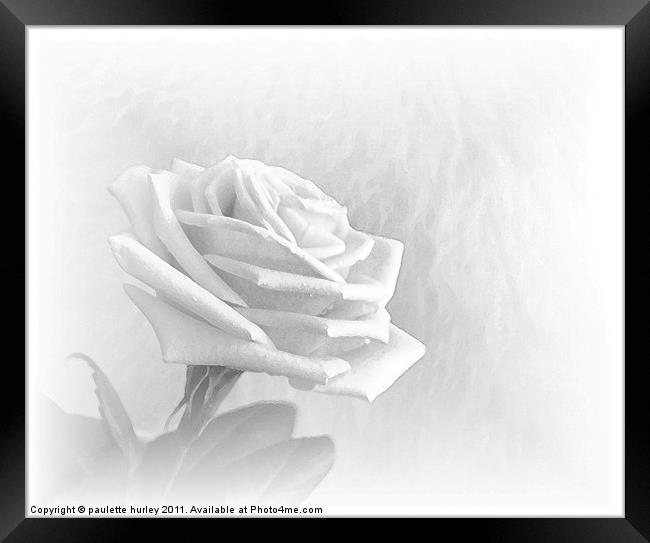 White Rose Fur,Embossed. Framed Print by paulette hurley