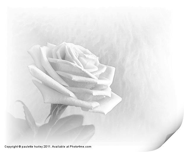 White Rose Fur,Embossed. Print by paulette hurley