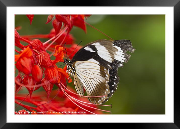King Swallowtail. Framed Mounted Print by paul cowles