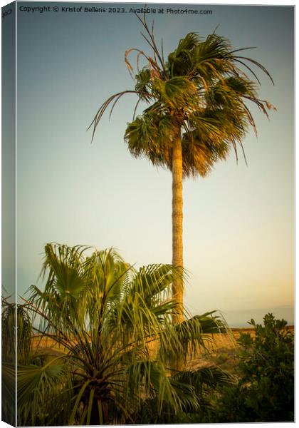 Vertical shot of a palm tree waving in the wind during sunset Canvas Print by Kristof Bellens