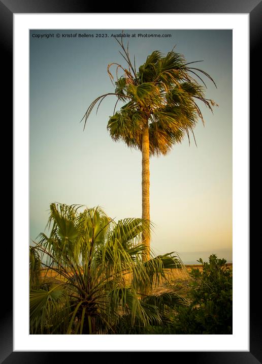 Vertical shot of a palm tree waving in the wind during sunset Framed Mounted Print by Kristof Bellens