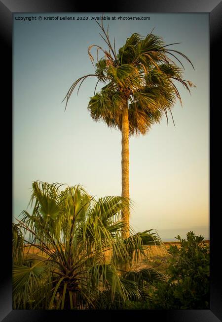 Vertical shot of a palm tree waving in the wind during sunset Framed Print by Kristof Bellens
