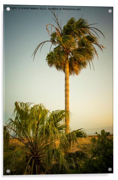 Vertical shot of a palm tree waving in the wind during sunset Acrylic by Kristof Bellens